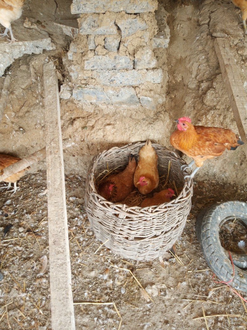 正宗散养土草鸡蛋假一赔一百万