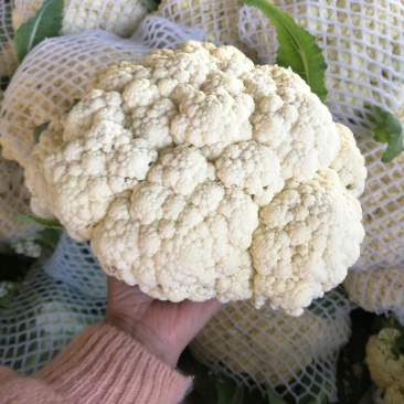 山东省聊城白面青梗松花菜，量大质优，价格下滑