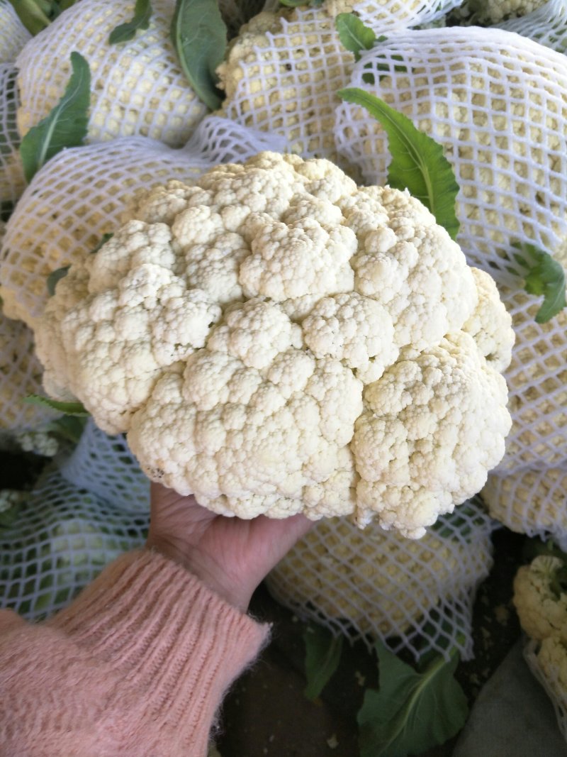 山东省聊城白面青梗松花菜，量大质优，价格下滑
