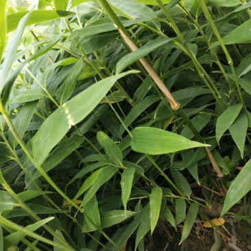 方竹苗