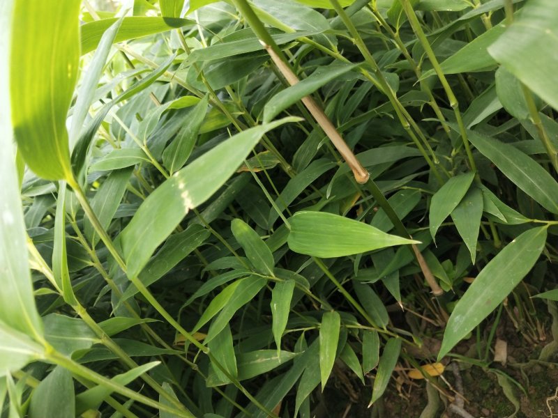 方竹苗