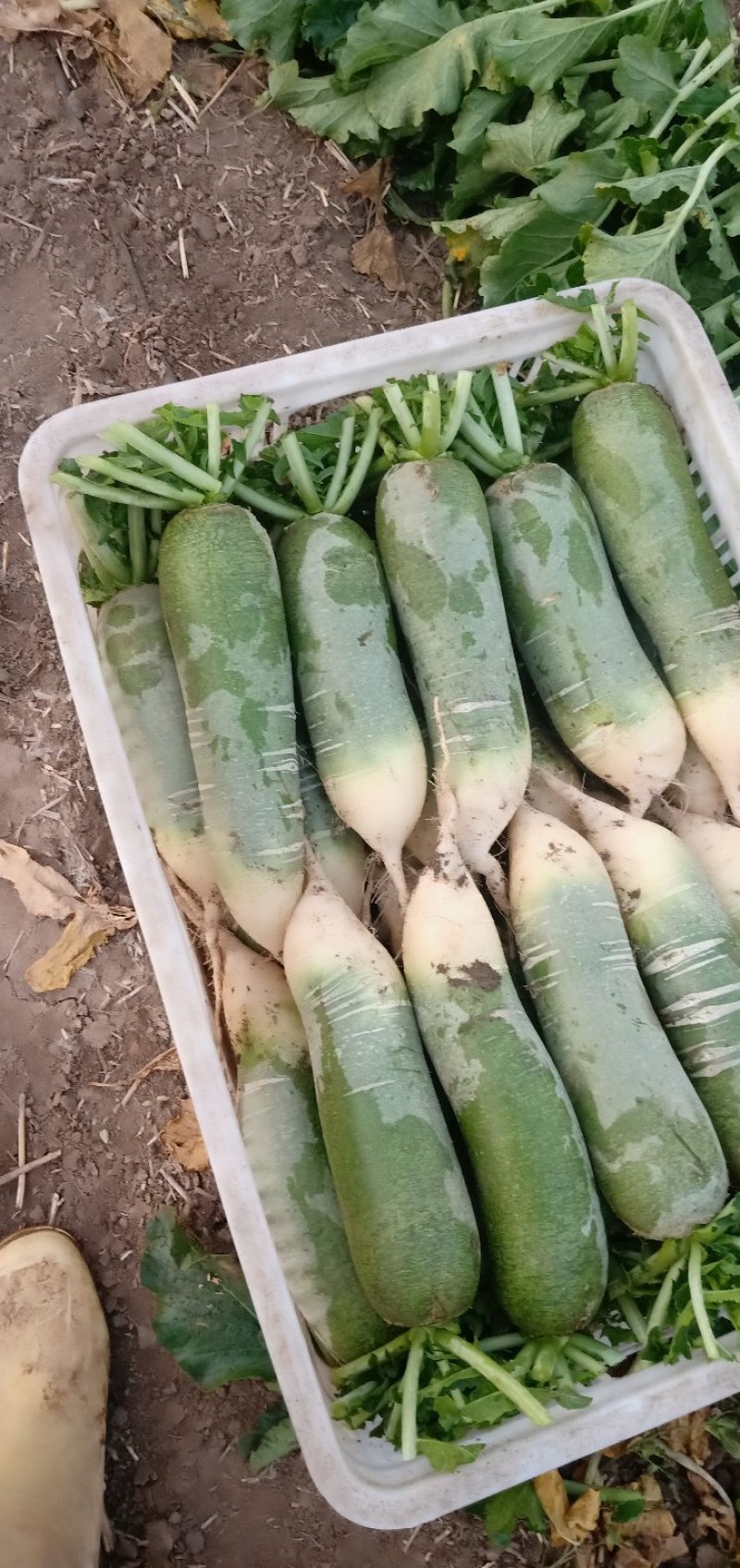 后庞青脆大量上市，绿皮绿肉，条型好，肉质脆