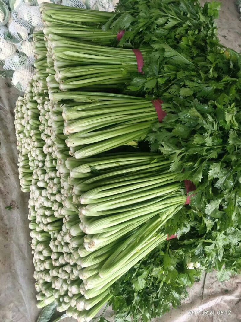 山东聊城西芹，大量上市，