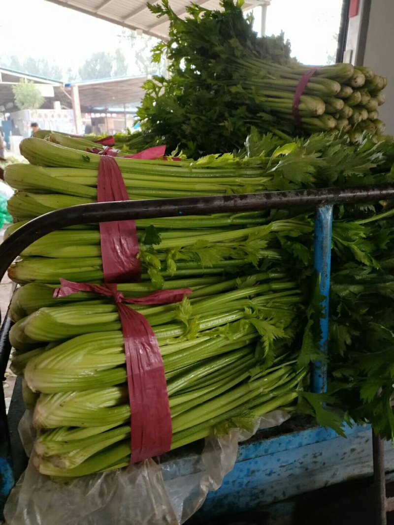 山东聊城西芹，大量上市，
