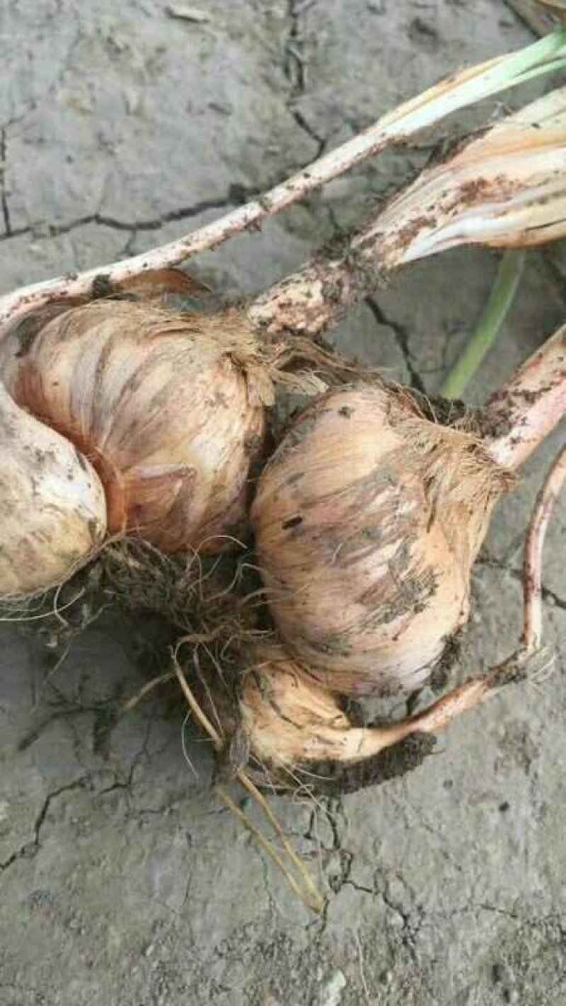 藏红花种球产地包收花丝种球大田室内立体种植节约土地省工