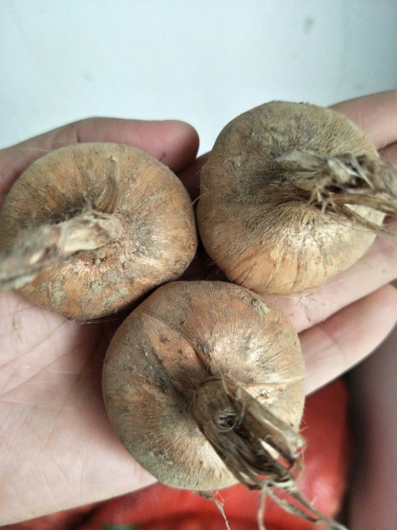 藏红花种球产地包收花丝种球大田室内立体种植节约土地省工