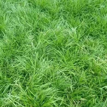 四川麦冬草基地直销麦细叶麦冬苗子玉龙草麦冬种苗绿化苗专用