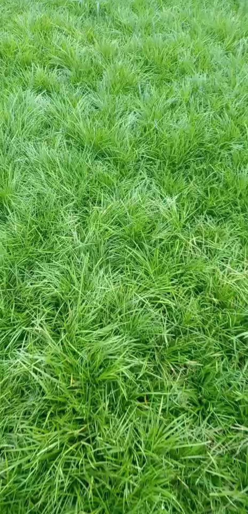 四川麦冬草基地直销麦细叶麦冬苗子玉龙草麦冬种苗绿化苗专用