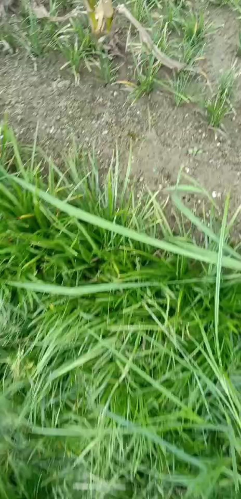 四川麦冬草基地直销麦细叶麦冬苗子玉龙草麦冬种苗绿化苗专用