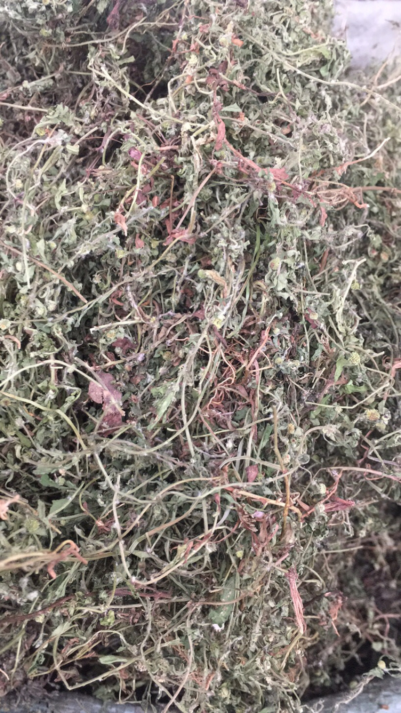 鹅不食草