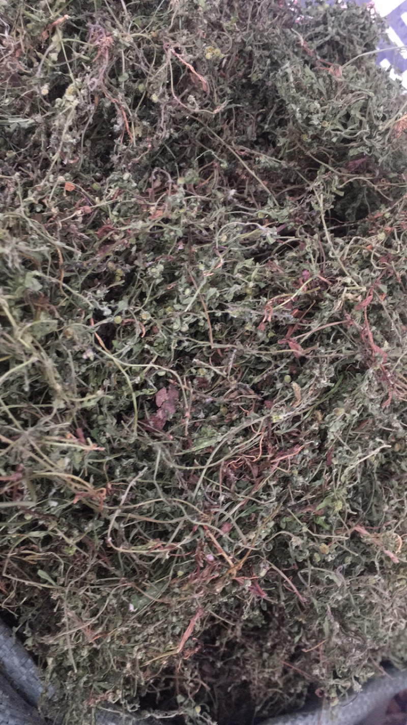 鹅不食草