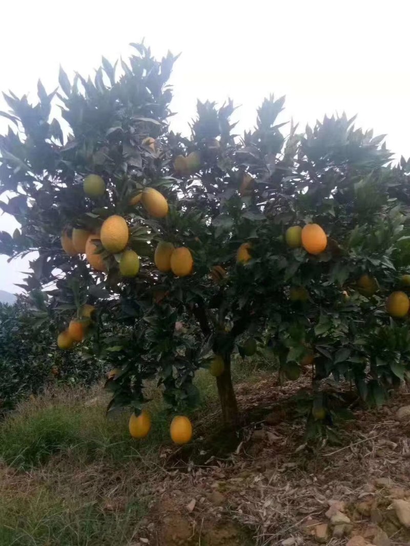 奉节脐橙酸甜适中色泽鲜艳皮薄肉多无渣纯甜欢迎咨询