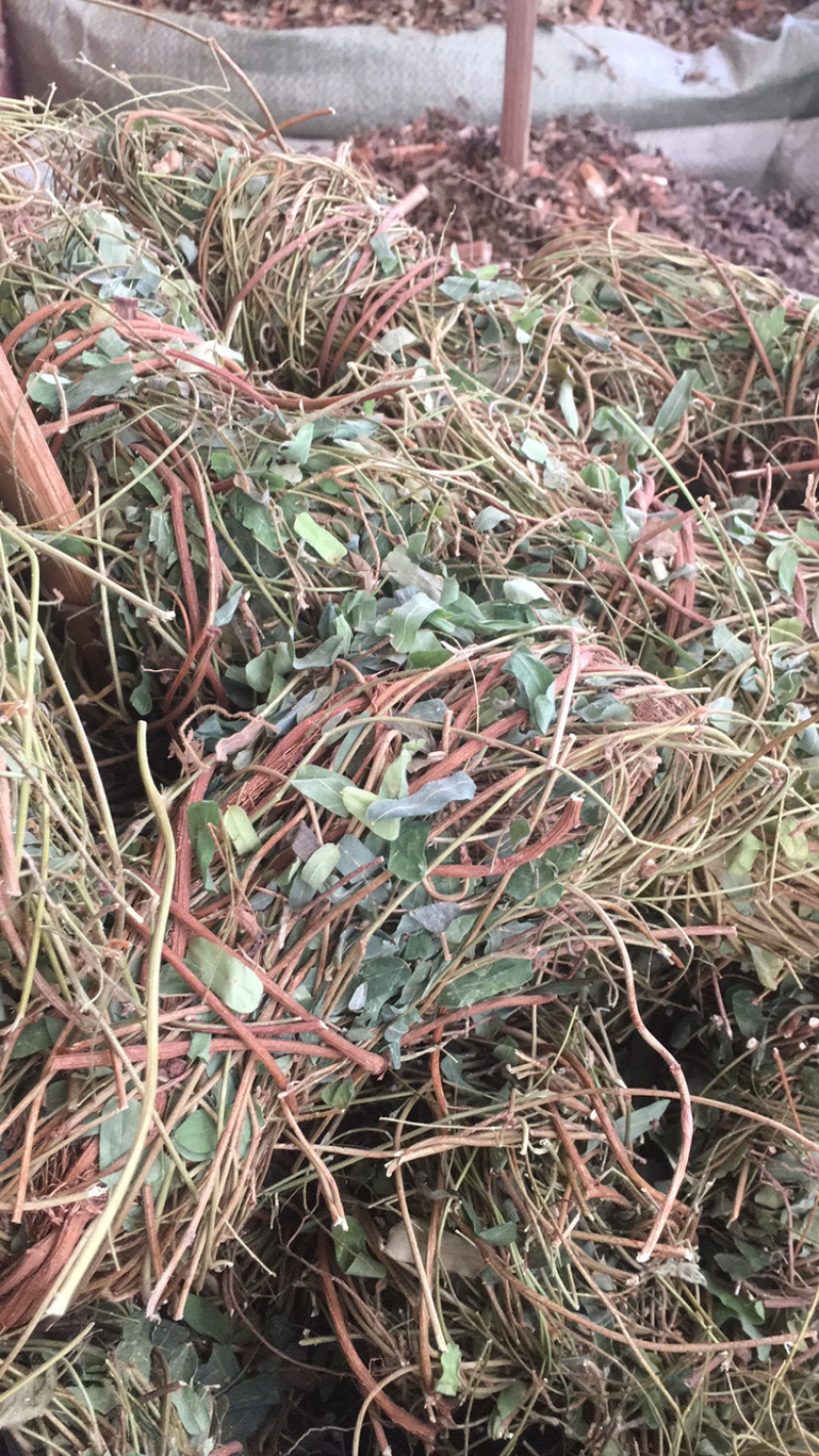 鸡骨草扎把