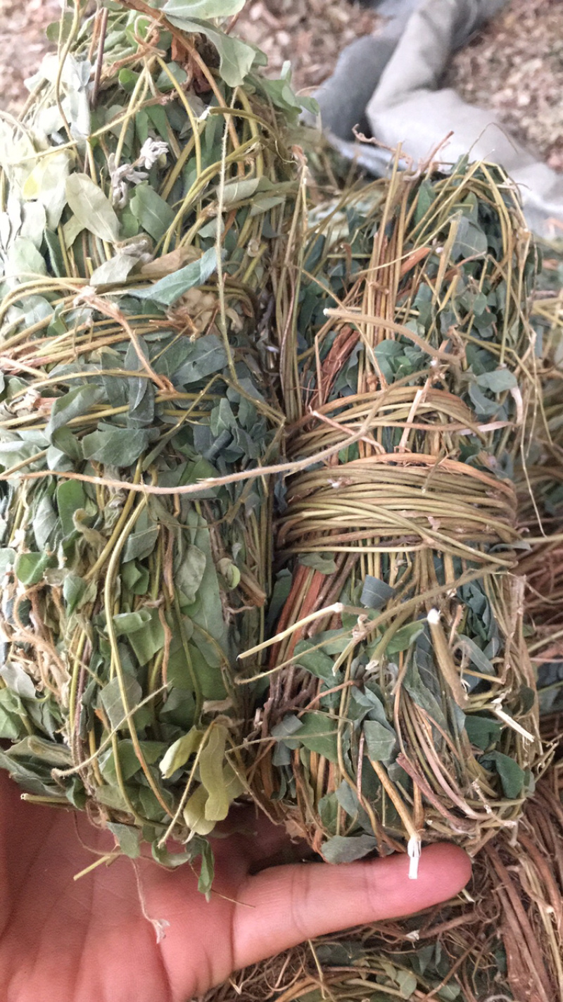 鸡骨草扎把