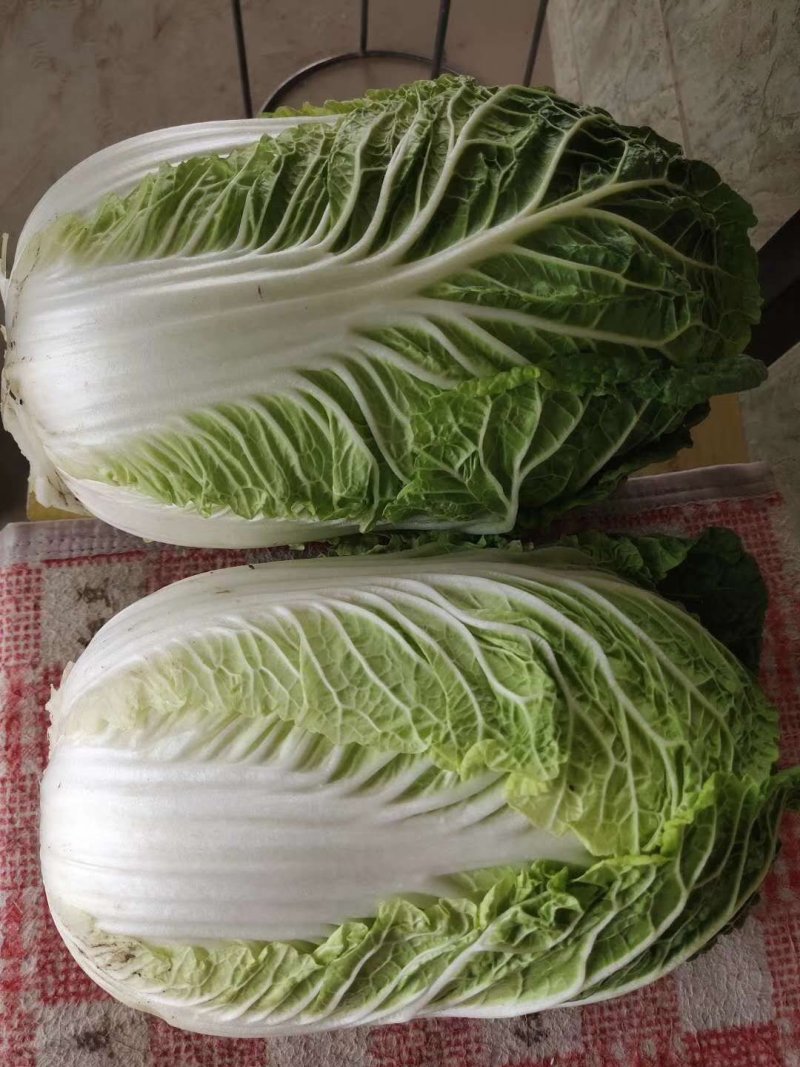 娃娃菜（白菜）毛货，净菜