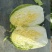 娃娃菜（白菜）毛货，净菜