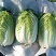 娃娃菜（白菜）毛货，净菜