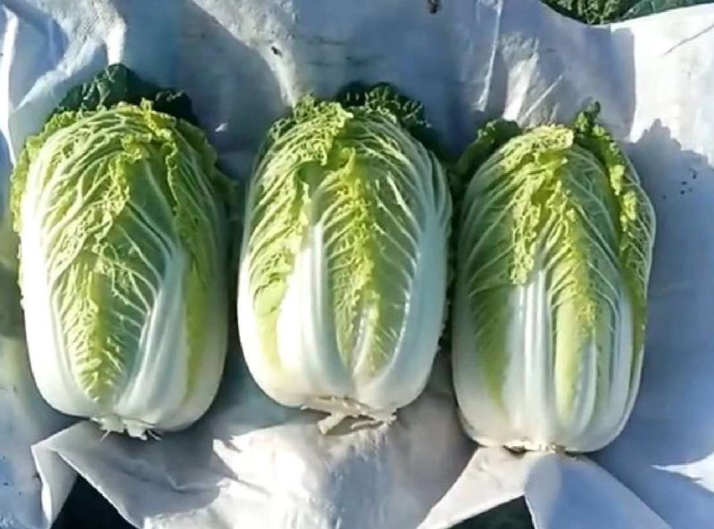 娃娃菜（白菜）毛货，净菜