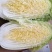 娃娃菜（白菜）毛货，净菜