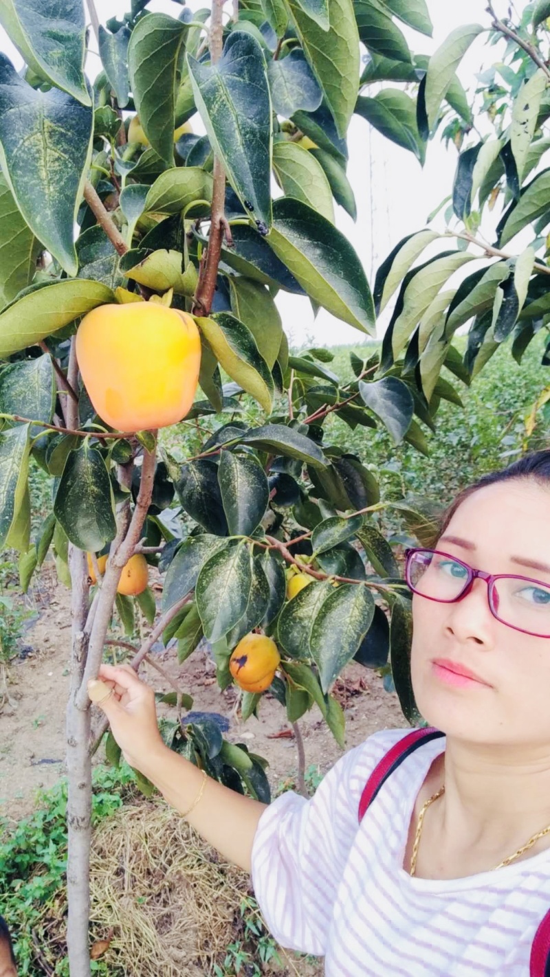 出售黑柿子苗嫁接苗规格齐全