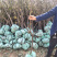 出售黑柿子苗嫁接苗规格齐全
