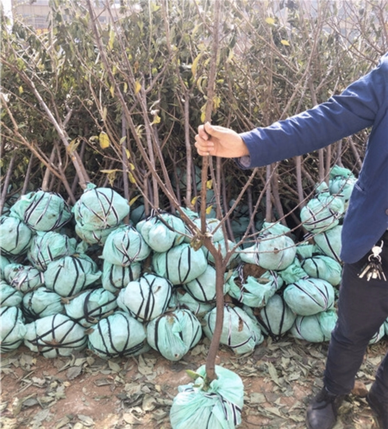 出售黑柿子苗嫁接苗规格齐全