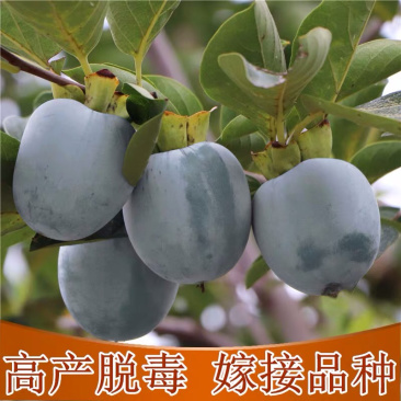 出售黑柿子苗嫁接苗规格齐全