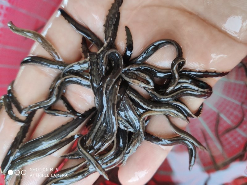 刺鳅鱼苗批发中华大刺鳅鱼苗刀鳅鱼苗猪麻锯鱼苗