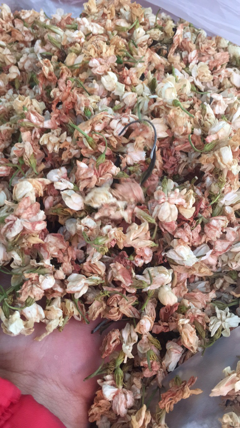 茉莉花