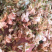 茉莉花