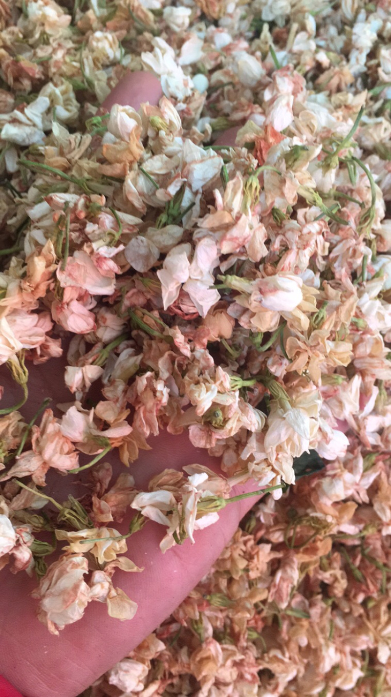 茉莉花
