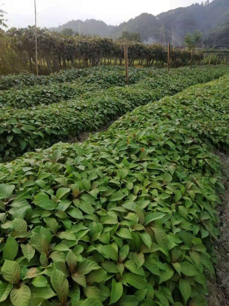 钩藤苗