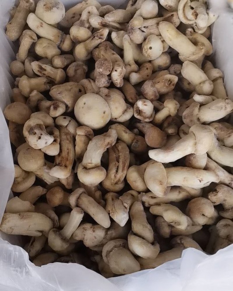 冰冻香格里拉松茸云南特产松茸菌菇