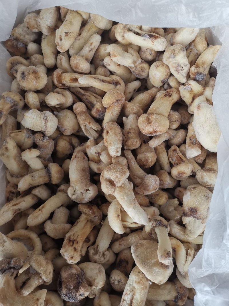 冰冻香格里拉松茸云南特产松茸菌菇