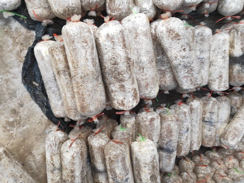 出售平菇菌棒