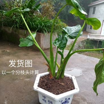 滴水观音苗【抗性特强室内耐阴耐热耐寒，盆栽盆景植物】