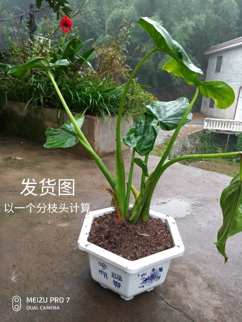 滴水观音苗【抗性特强室内耐阴耐热耐寒，盆栽盆景植物】