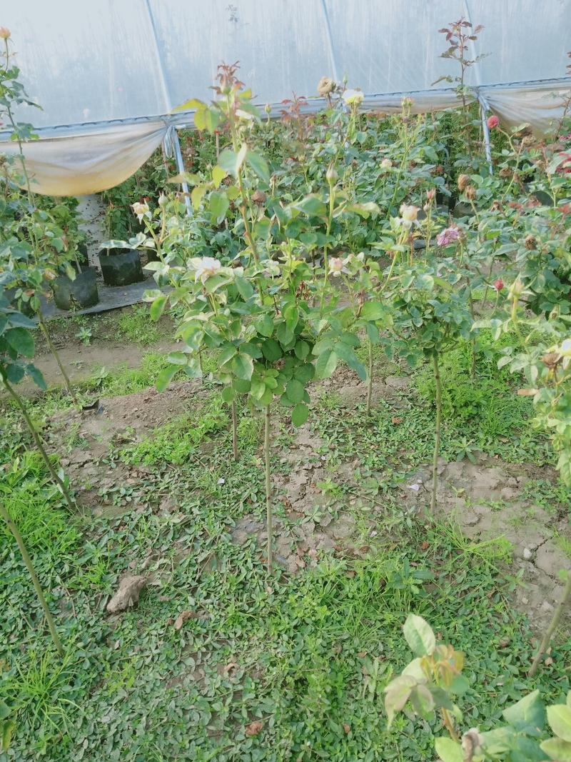 树桩月季苗工程苗一到8公分80高起