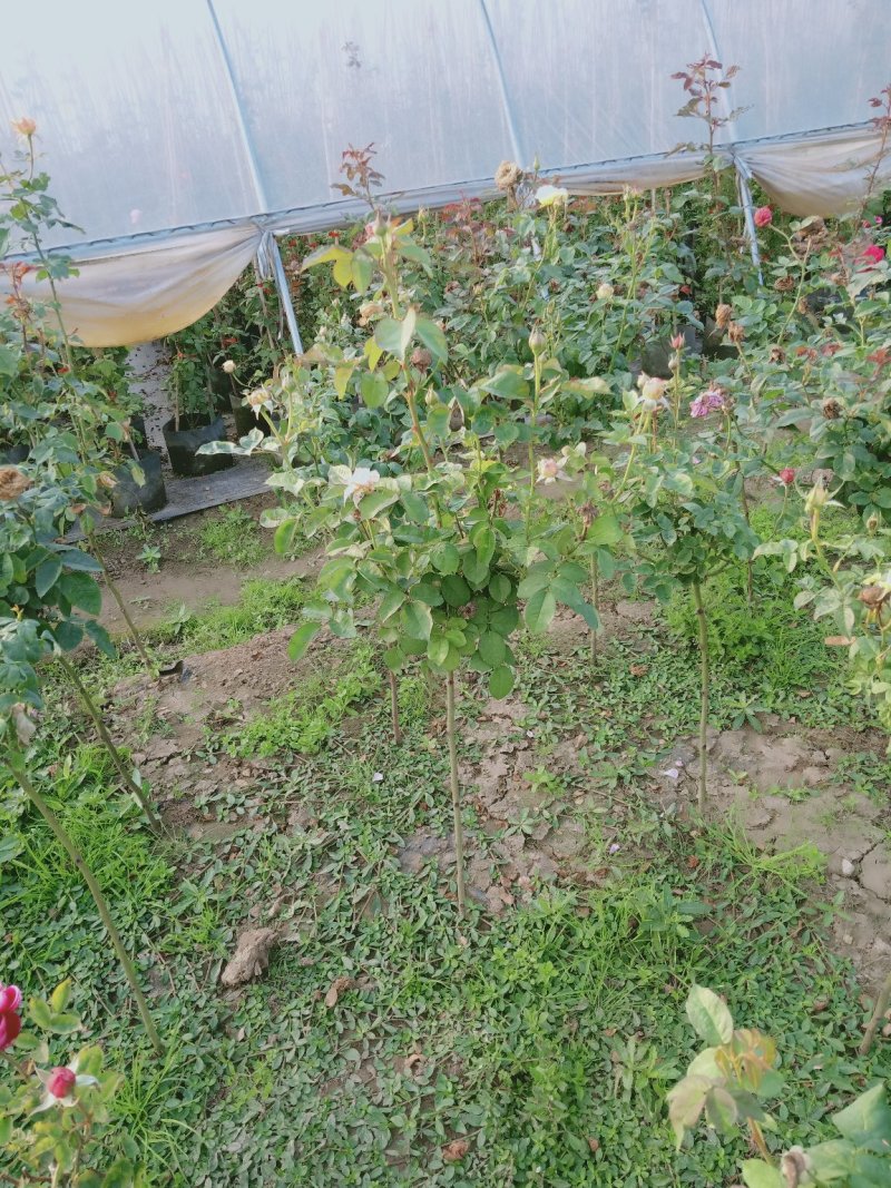树桩月季苗工程苗一到8公分80高起