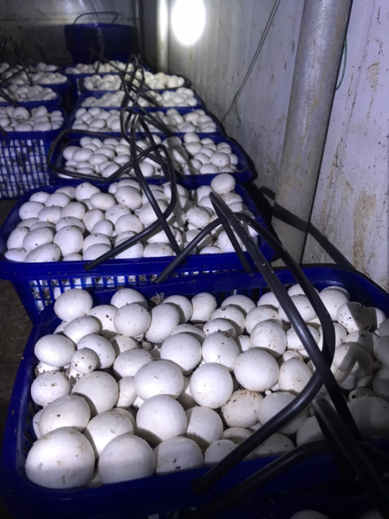 双胞菇种子栽培种