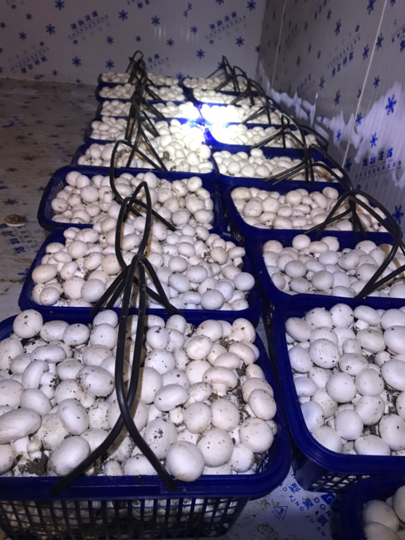 双胞菇种子栽培种
