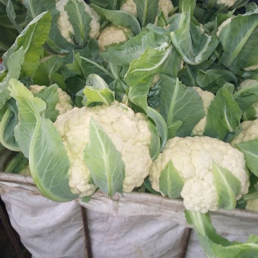 花菜莴笋甘蓝上市货源充足