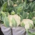 花菜莴笋甘蓝上市货源充足
