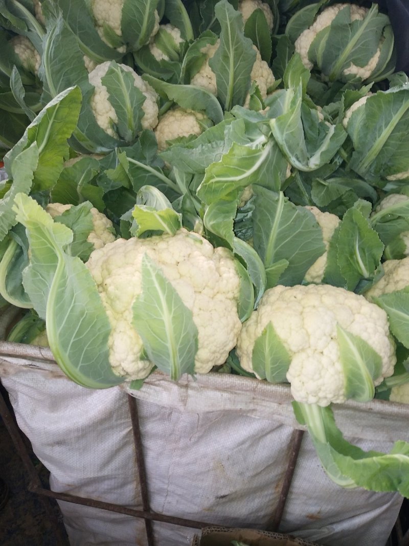 花菜莴笋甘蓝上市货源充足