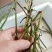 芹菜苗大别山野生水芹水芹老茎新式栽培省时省力省工