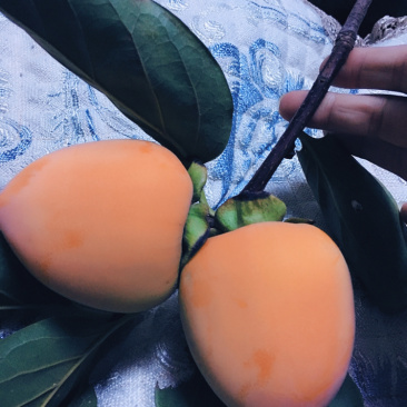 尖顶狮子