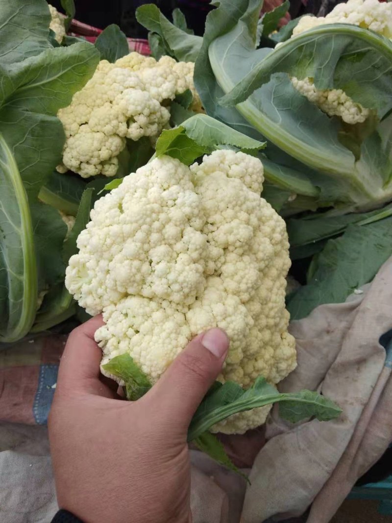 菜花万亩基地，欢迎你来采购。青梗白