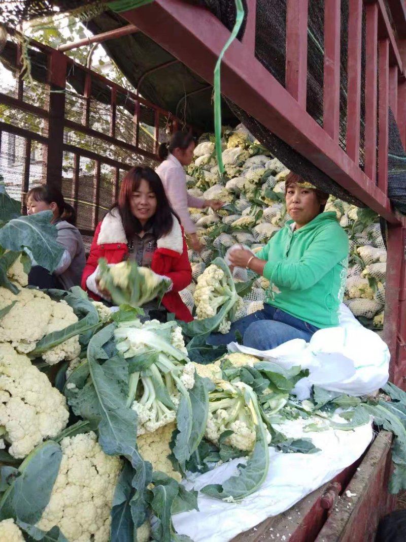 菜花万亩基地，欢迎你来采购。青梗白