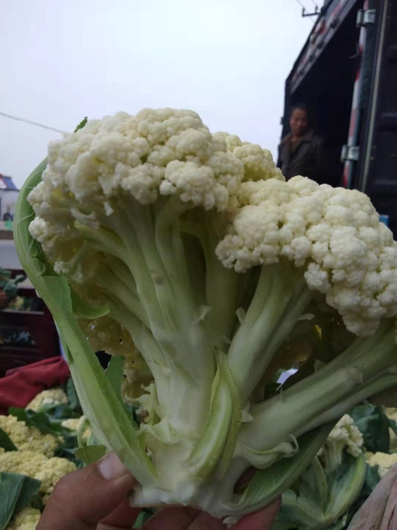 菜花万亩基地，欢迎你来采购。青梗白