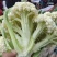 菜花万亩基地，欢迎你来采购。青梗白